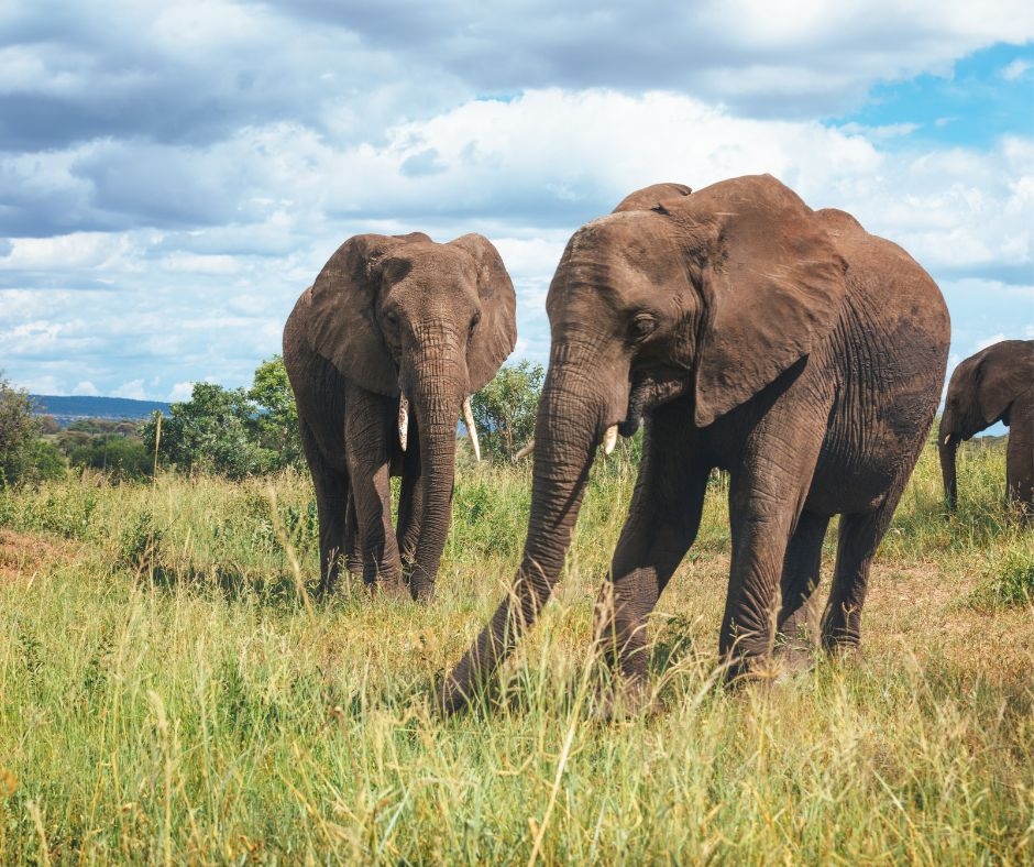 Visiting Tarangire National Park