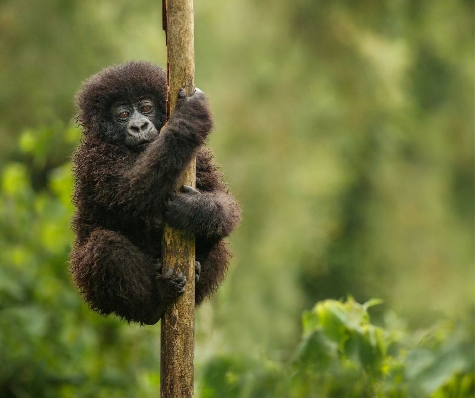 Uganda Gorilla Trekking Safari_ The Ultimate Wildlife Adventure