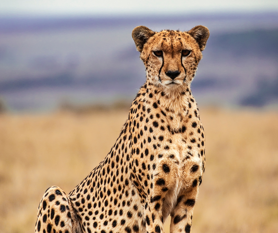 5 days Luxury Flying Masai Mara Safari - cheetah