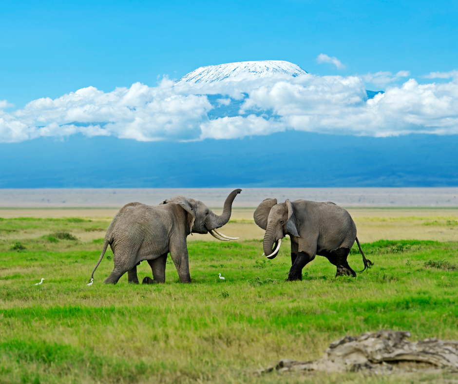 3 Days Amboseli National Park Adventure