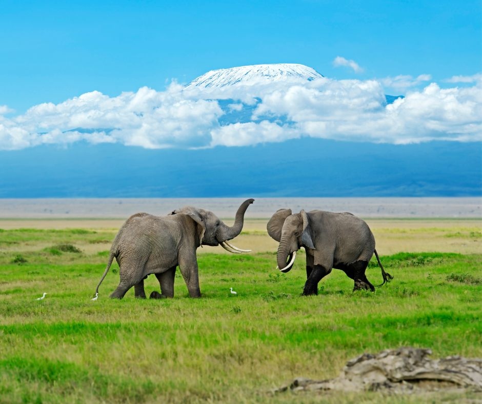 Visiting Amboseli National Park: A Jewel Of Kenya’s Wilderness