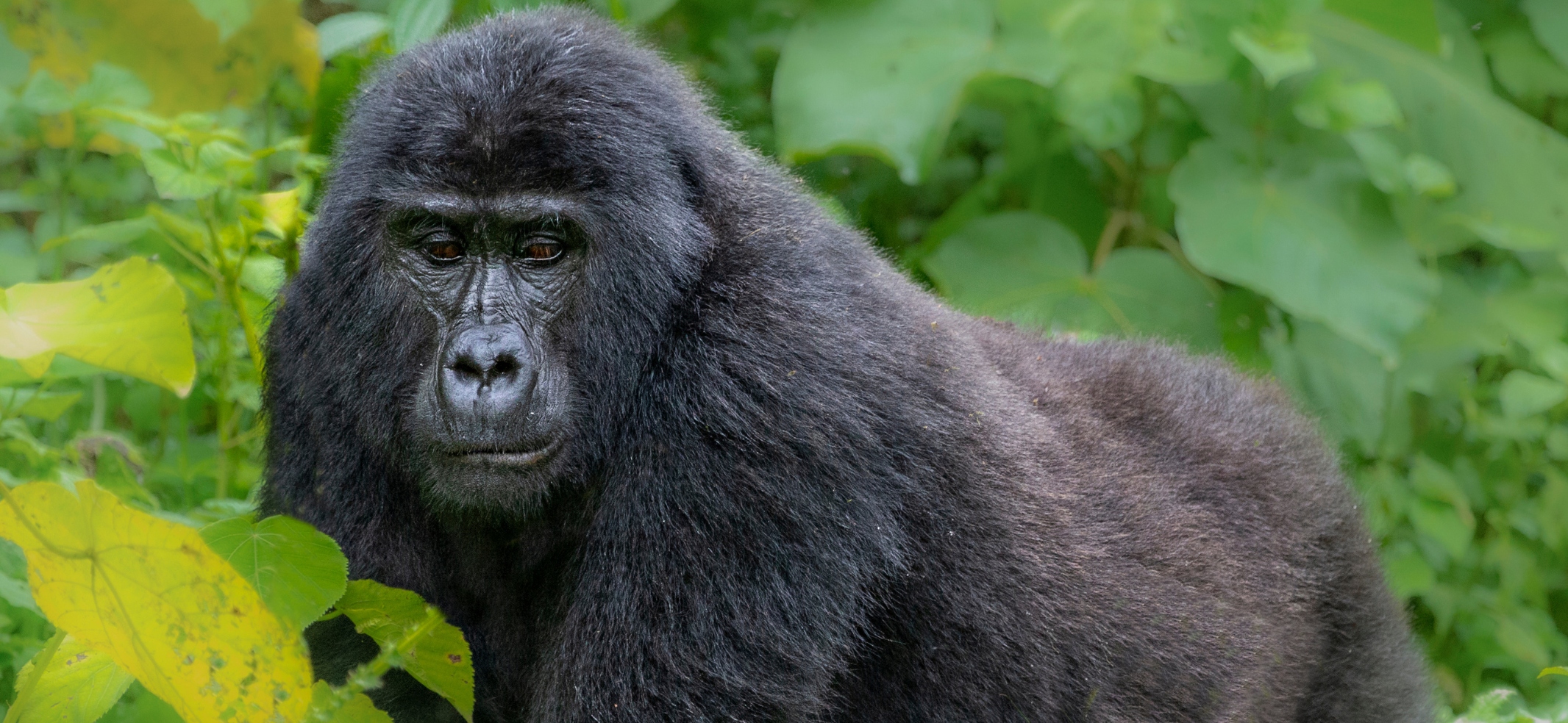 11 Days Rwanda Gorilla Trek and Tanzania Safari