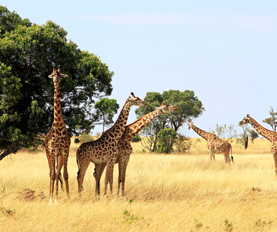 Tips for Visiting the Masai Mara