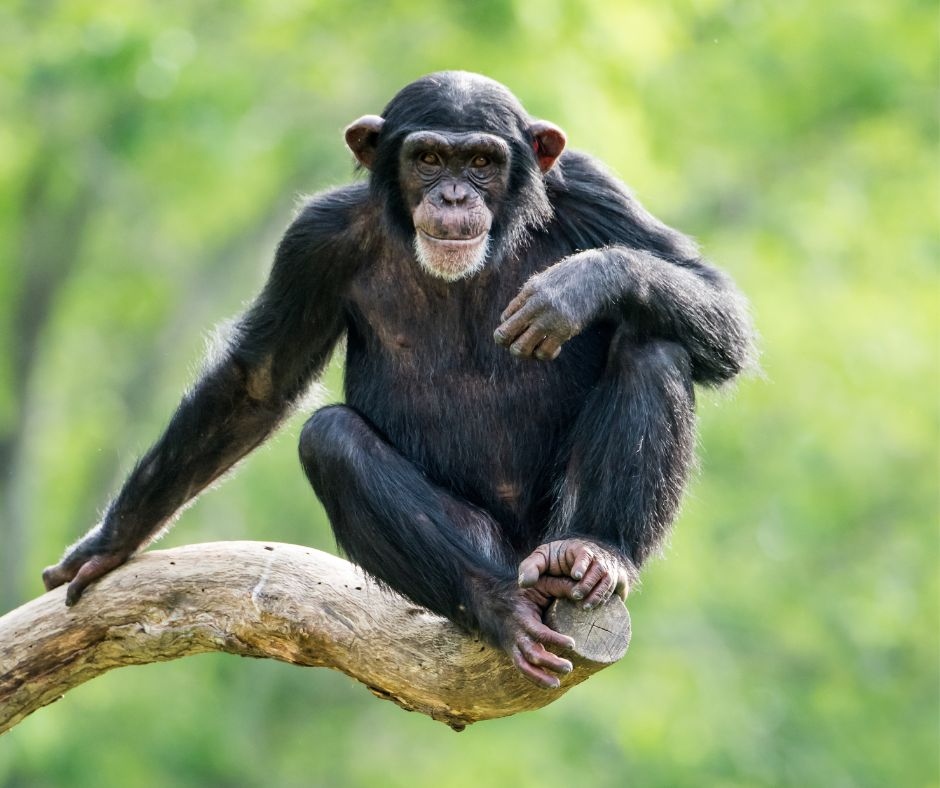 Kibale Chimpanzee Trekking: A Close Encounter With These Primates