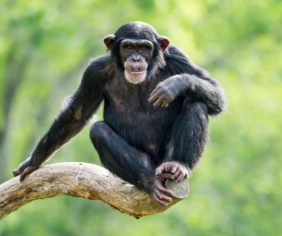 Kibale Chimpanzee Trekking