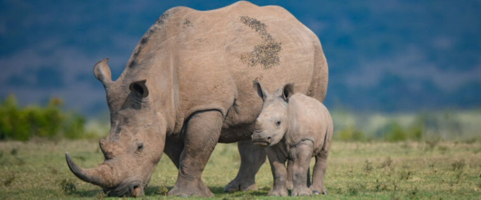 4 Days Ol Pejeta & Samburu Game Reserve