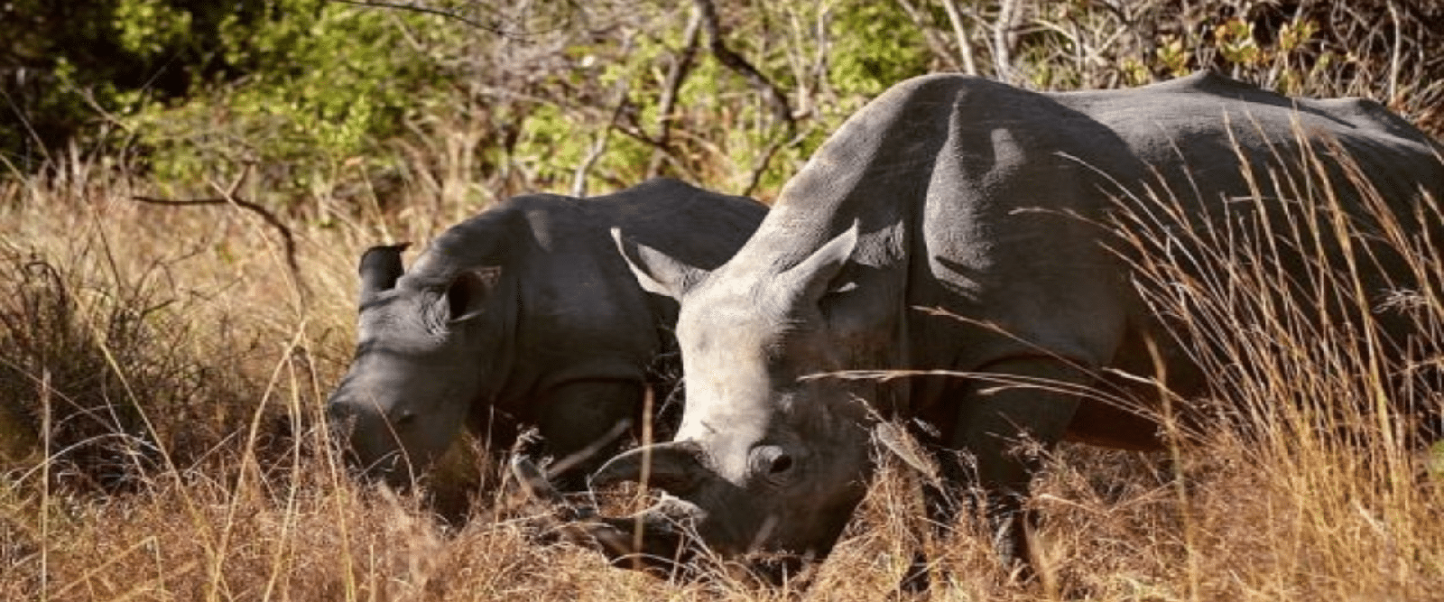 3 Days Murchison Falls Wildlife Safari