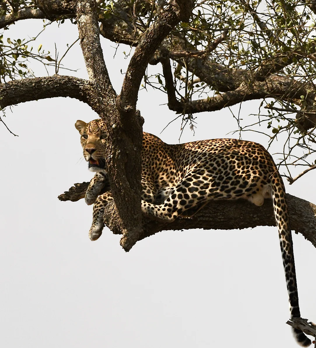 10 days Tanzania classic wildlife and cultural journey